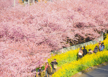 河津桜